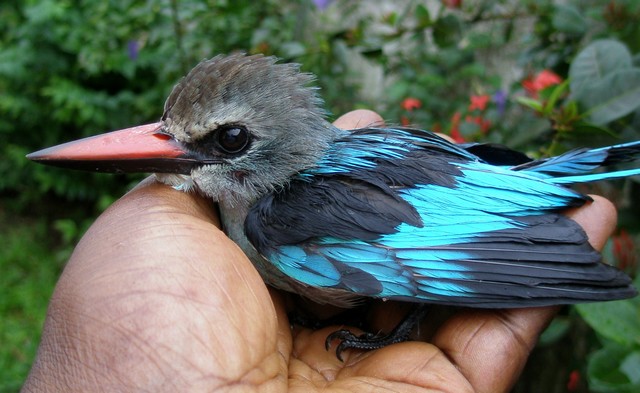 Kingfisher (photo: Njei M.T)